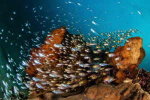 reef life (Manado) by Mathieu Foulquié 